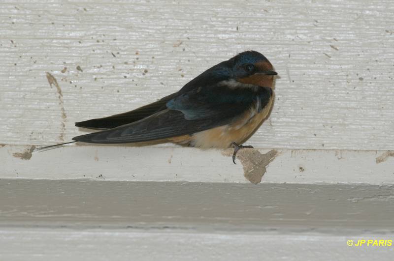 Hirundo rustica